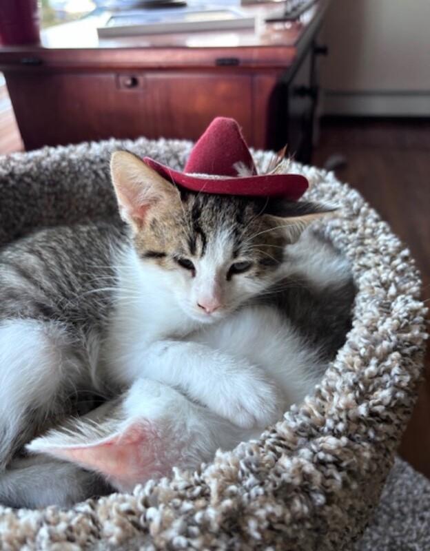 Enlarge Phillip, a Adoptable Domestic Short Hair in North Babylon, NY image 1/5