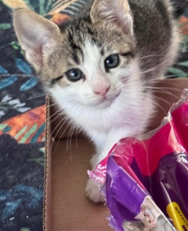 Enlarge Phillip, a Adoptable Domestic Short Hair in North Babylon, NY image 2/5