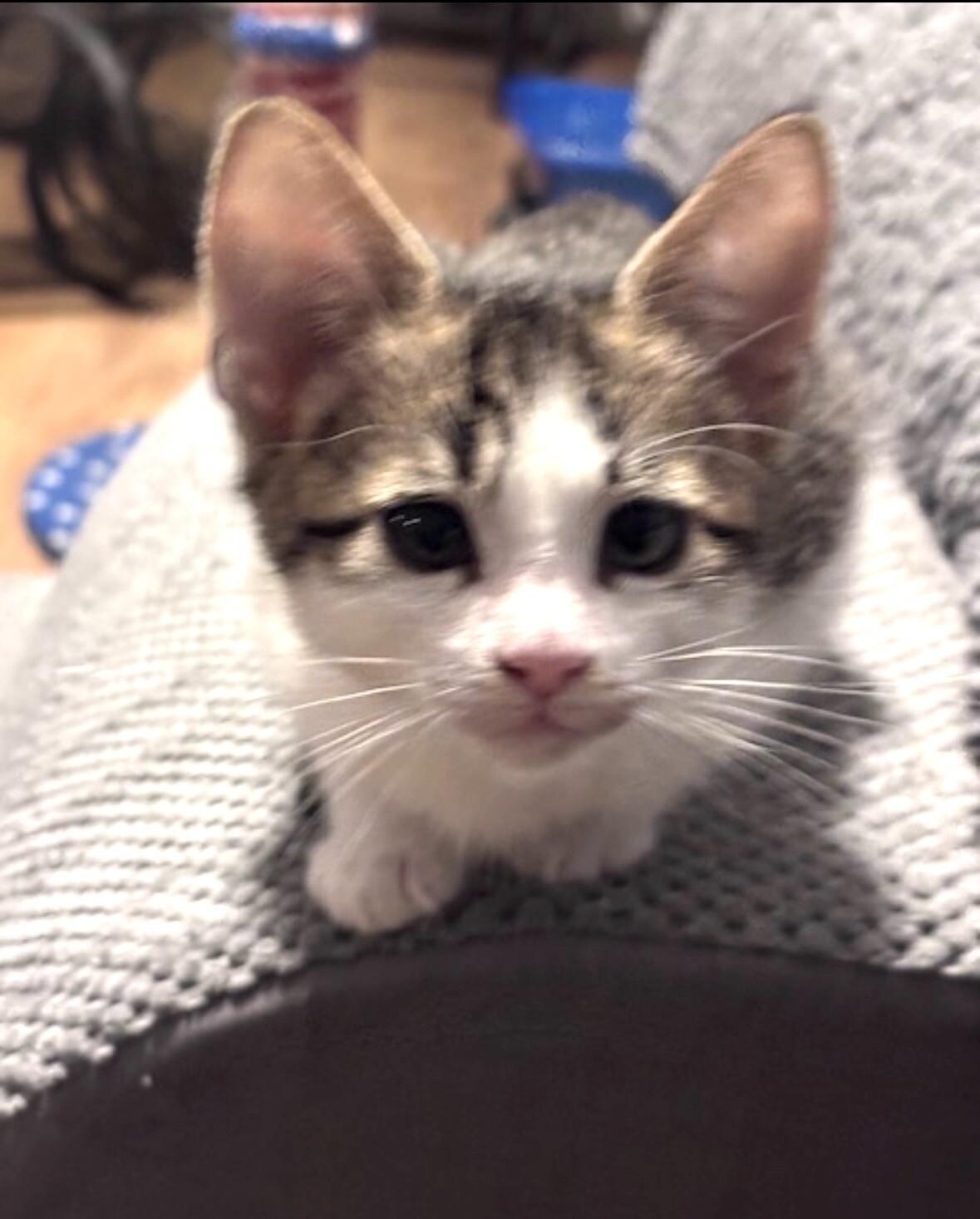 Enlarge Phillip, a Adoptable Domestic Short Hair in North Babylon, NY image 4/5