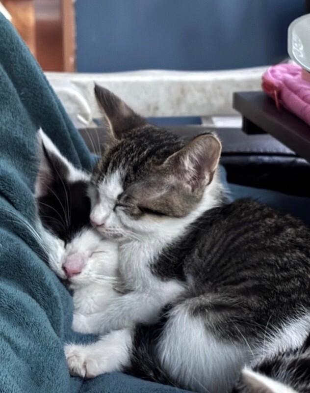 Enlarge Phillip, a Adoptable Domestic Short Hair in North Babylon, NY image 5/5