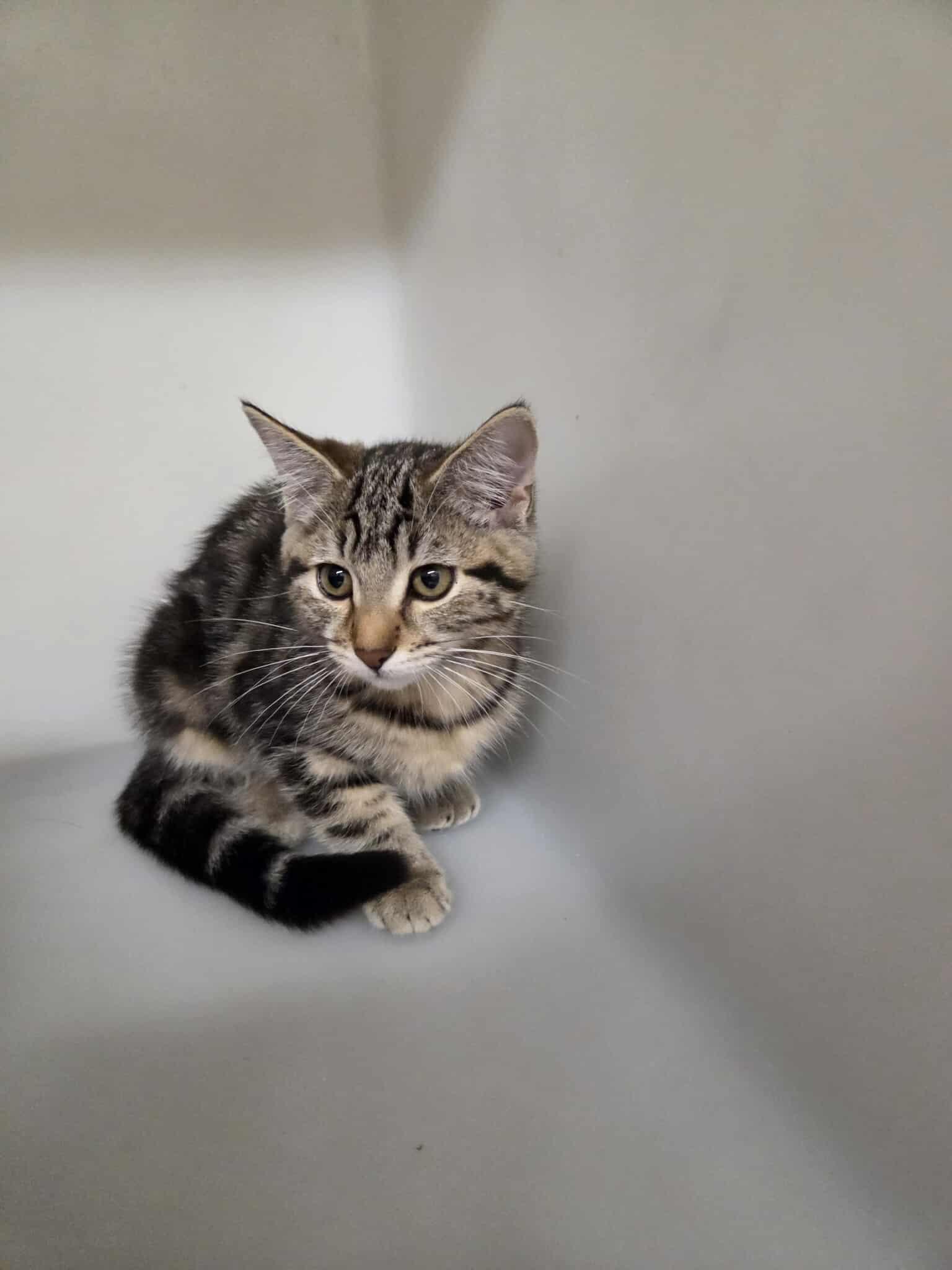 Spice, an adoptable Domestic Short Hair in Roosevelt, UT, 84066 | Photo Image 1