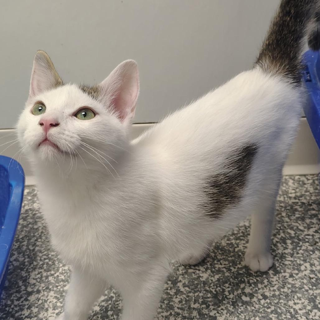 Banjo, Adoptable, Young Male Domestic Short Hair.
