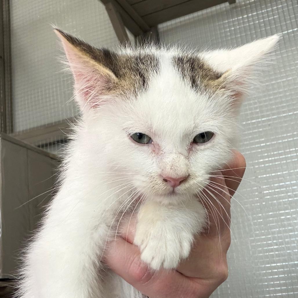 Enlarge Banjo, a Adoptable Domestic Short Hair in Carroll, IA image 2/5
