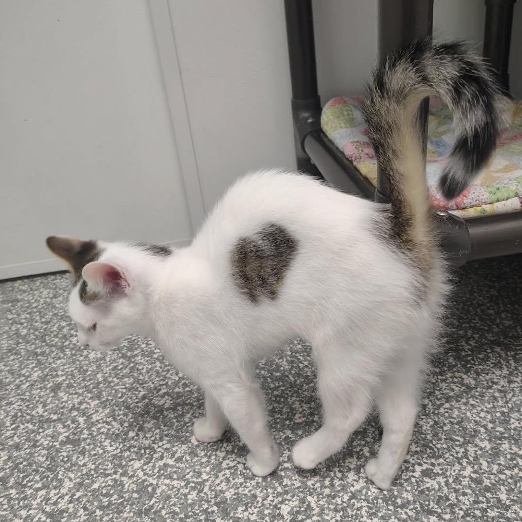 Enlarge Banjo, a Adoptable Domestic Short Hair in Carroll, IA image 3/5
