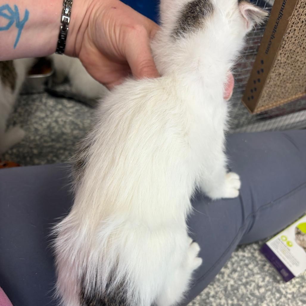 Enlarge Banjo, a Adoptable Domestic Short Hair in Carroll, IA image 4/5