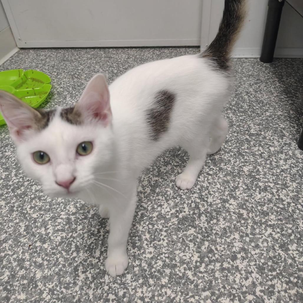 Enlarge Banjo, a Adoptable Domestic Short Hair in Carroll, IA image 5/5