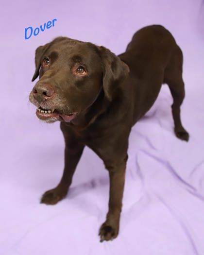 Enlarge Dover, a Adoptable mixed breed in Parma, OH image 1/3