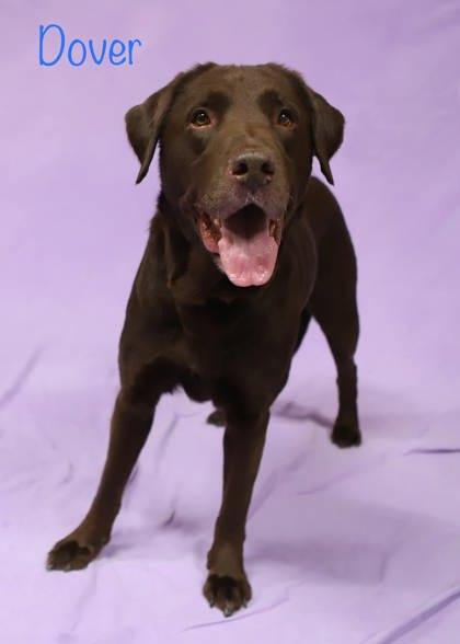Enlarge Dover, a Adoptable mixed breed in Parma, OH image 2/3