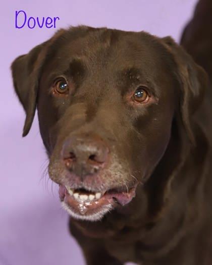 Enlarge Dover, a Adoptable mixed breed in Parma, OH image 3/3