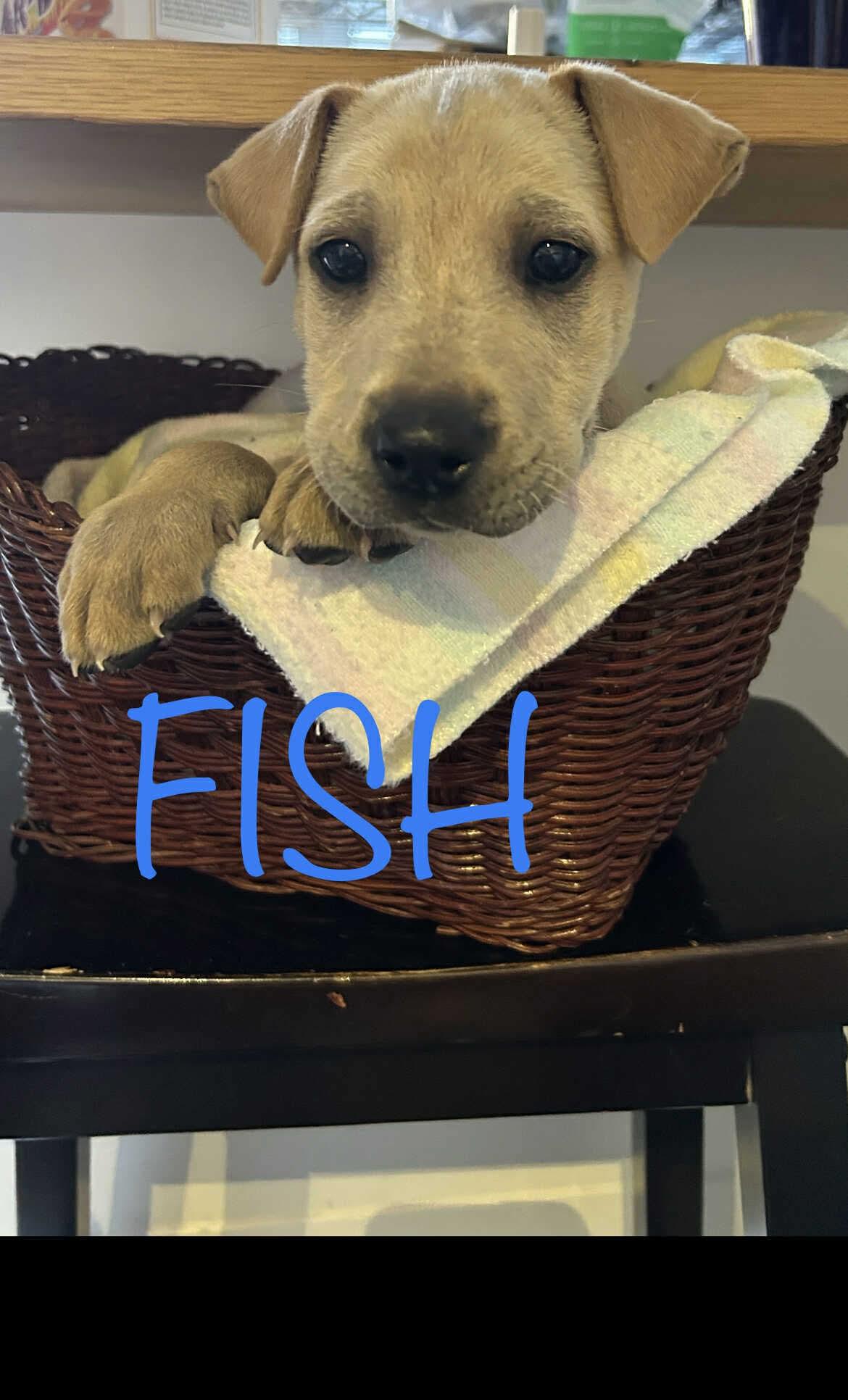 Fish, Adoptable, Puppy Male Shar-Pei & Labrador Retriever.