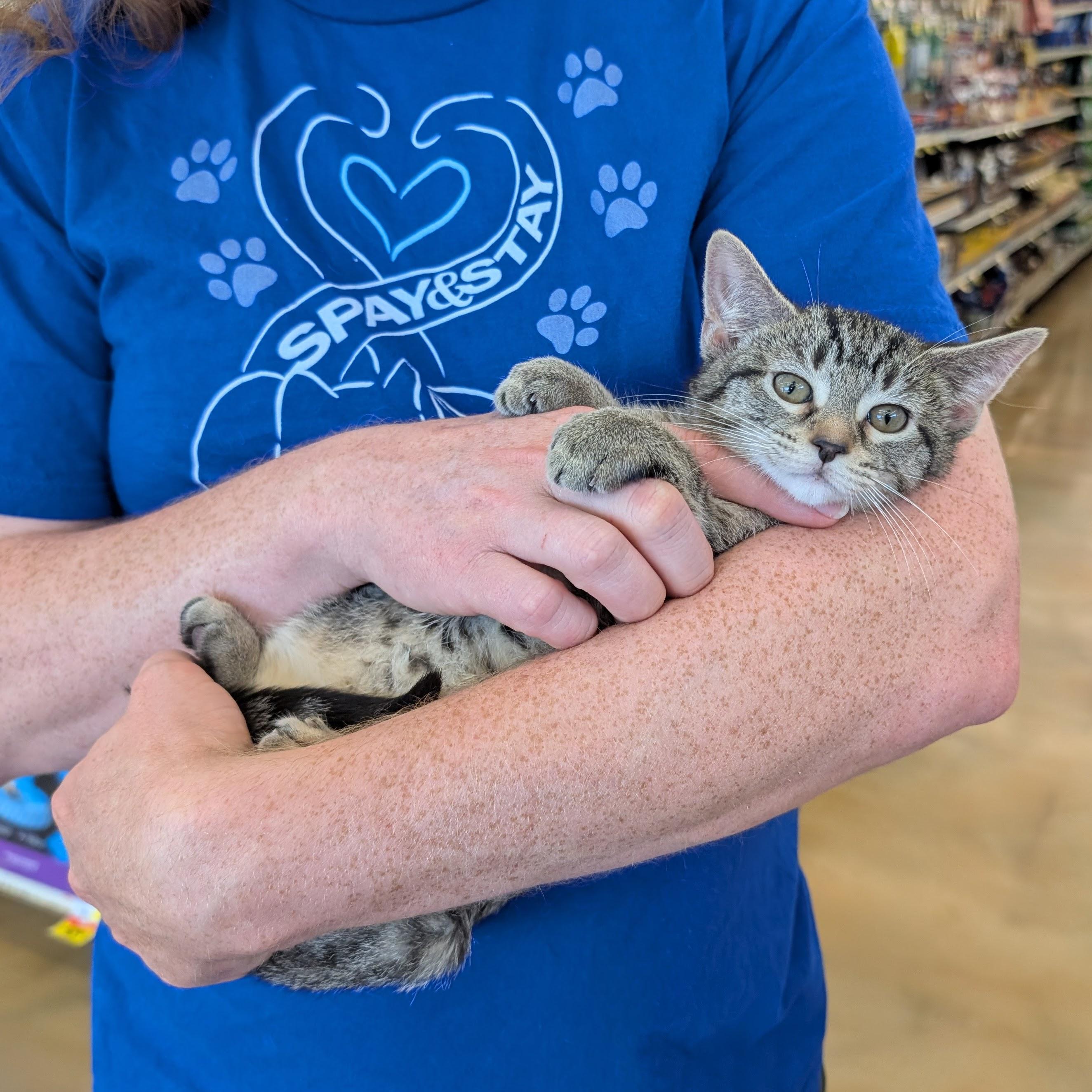 Enlarge Lavender, a Adoptable Domestic Short Hair in Grayslake, IL image 2/3
