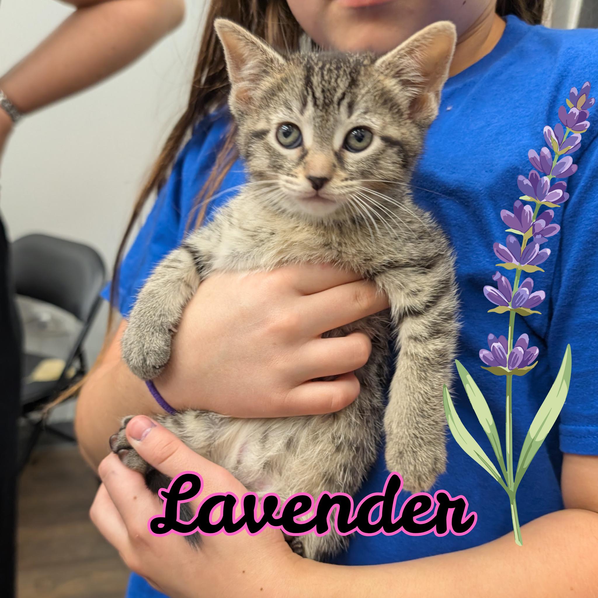 Enlarge Lavender, a Adoptable Domestic Short Hair in Grayslake, IL image 3/3