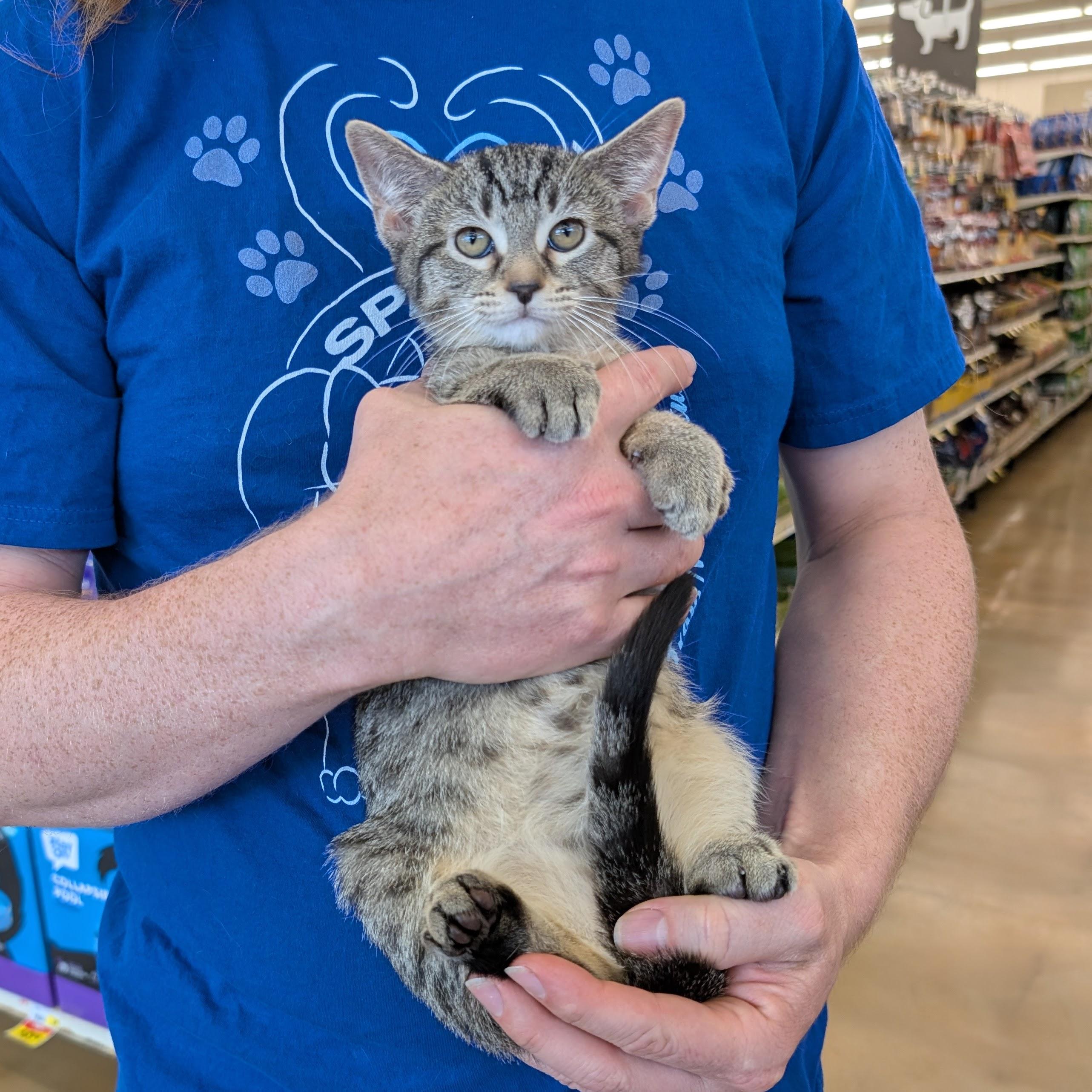 Enlarge Lavender, a Adoptable Domestic Short Hair in Grayslake, IL image 1/3