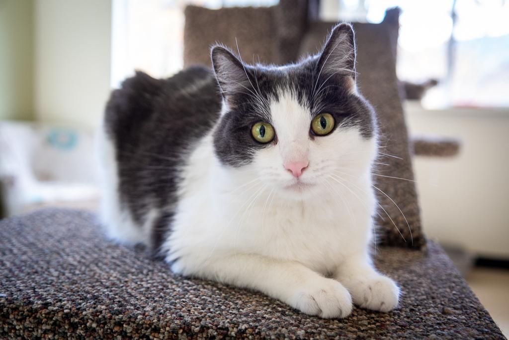 Herald, a Adoptable Domestic Short Hair in Jacksonville, OR image 6/6