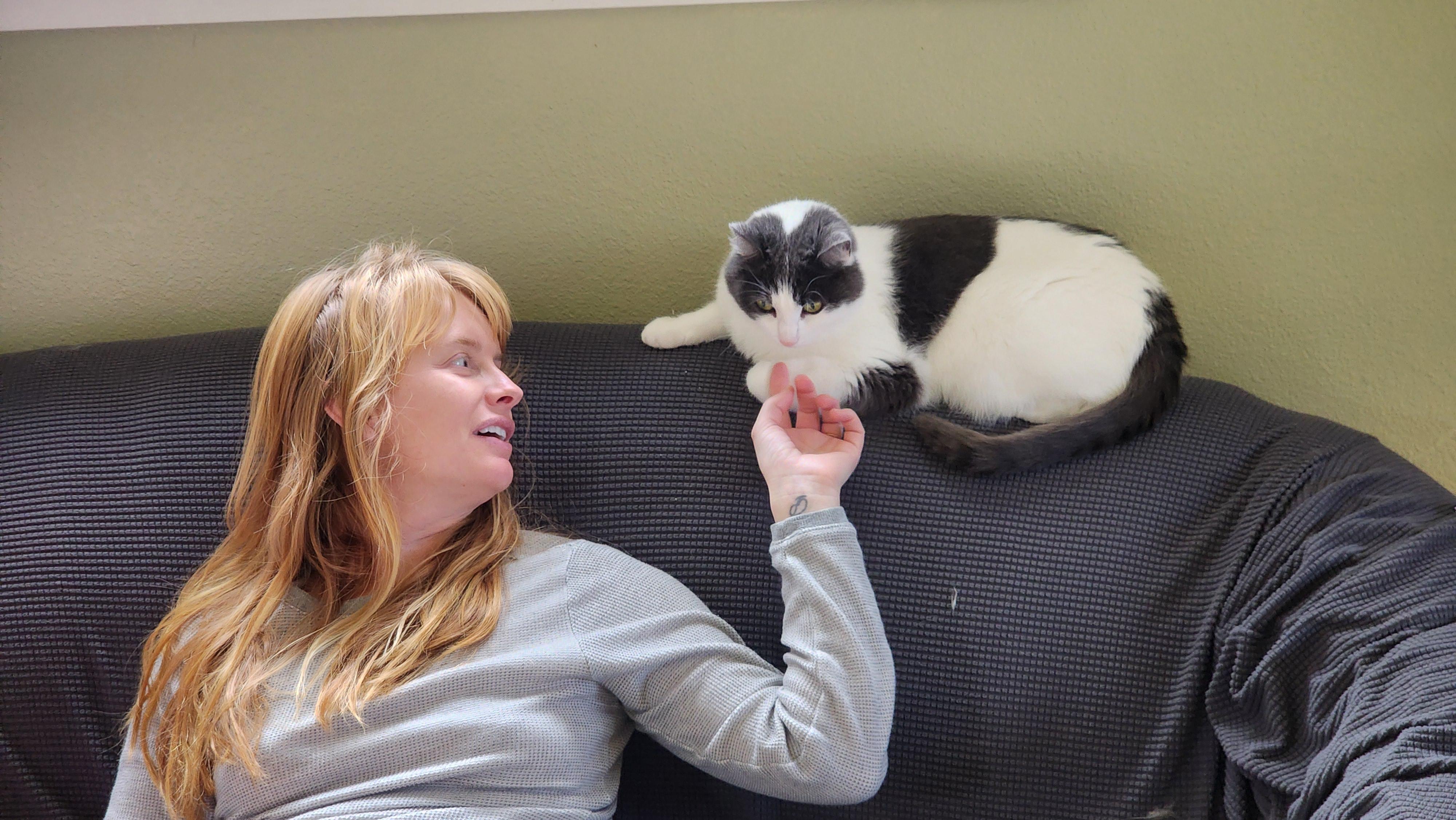 Herald, a Adoptable Domestic Short Hair in Jacksonville, OR image 2/6