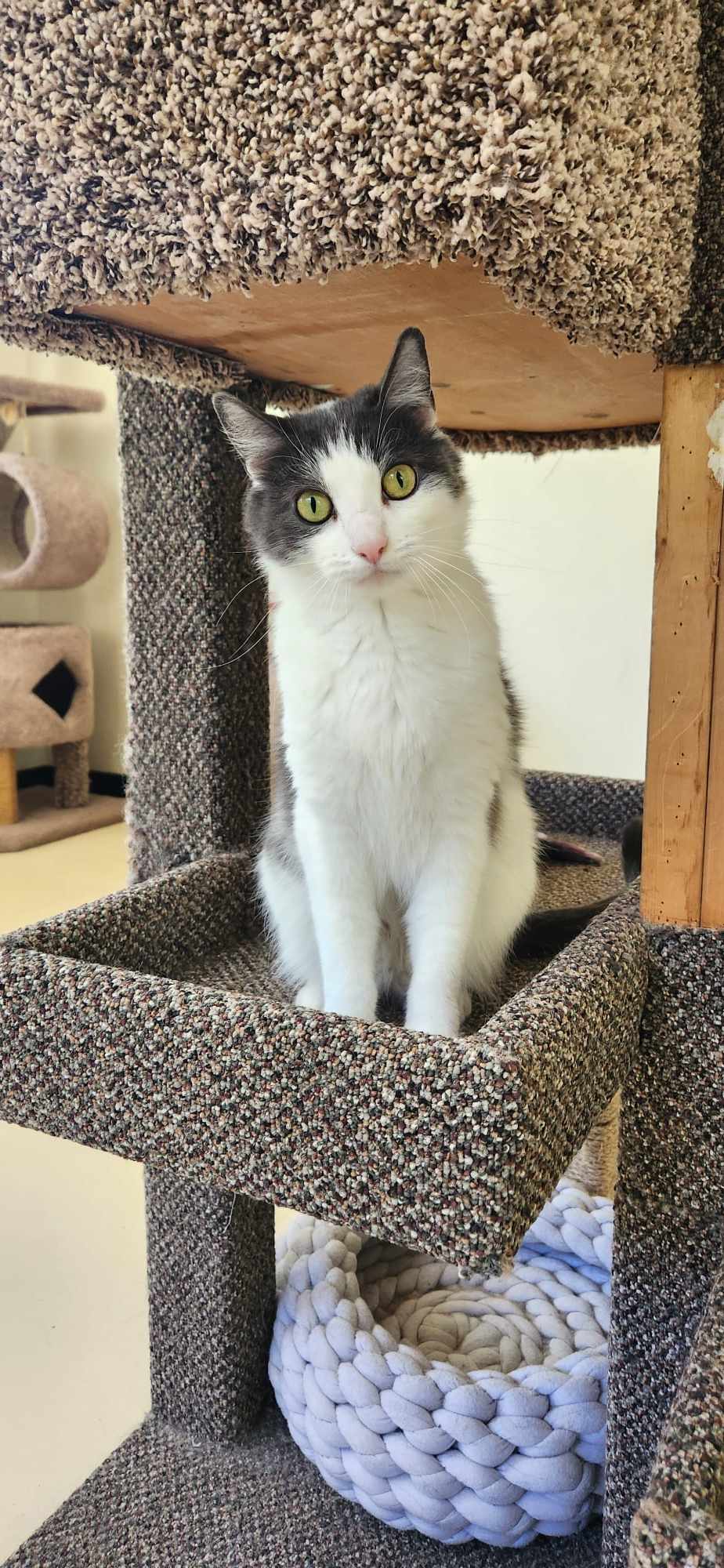 Herald, a Adoptable Domestic Short Hair in Jacksonville, OR image 3/6