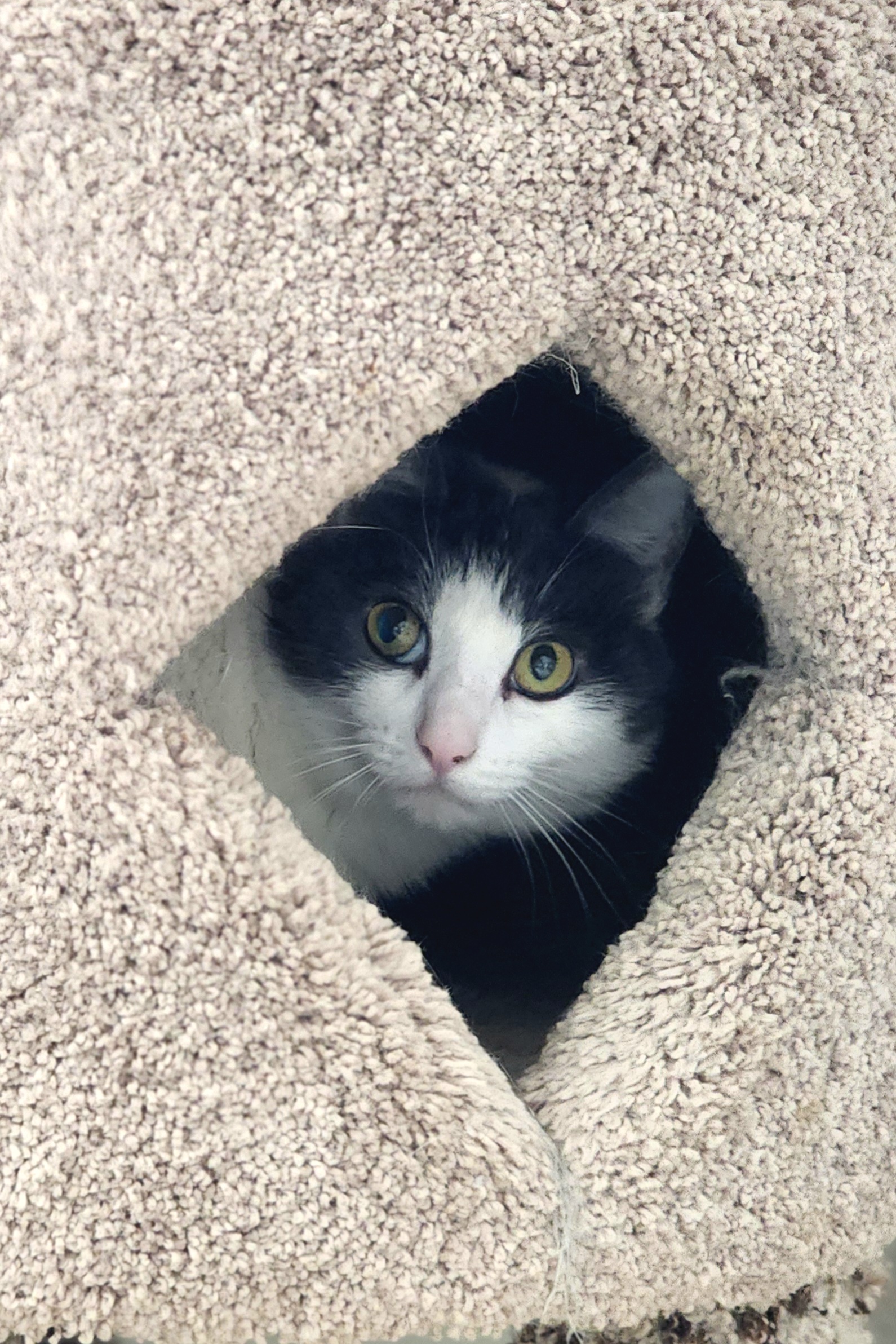 Herald, a Adoptable Domestic Short Hair in Jacksonville, OR image 5/6