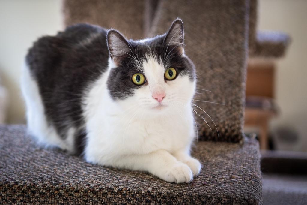 Herald, a Adoptable Domestic Short Hair in Jacksonville, OR image 1/6