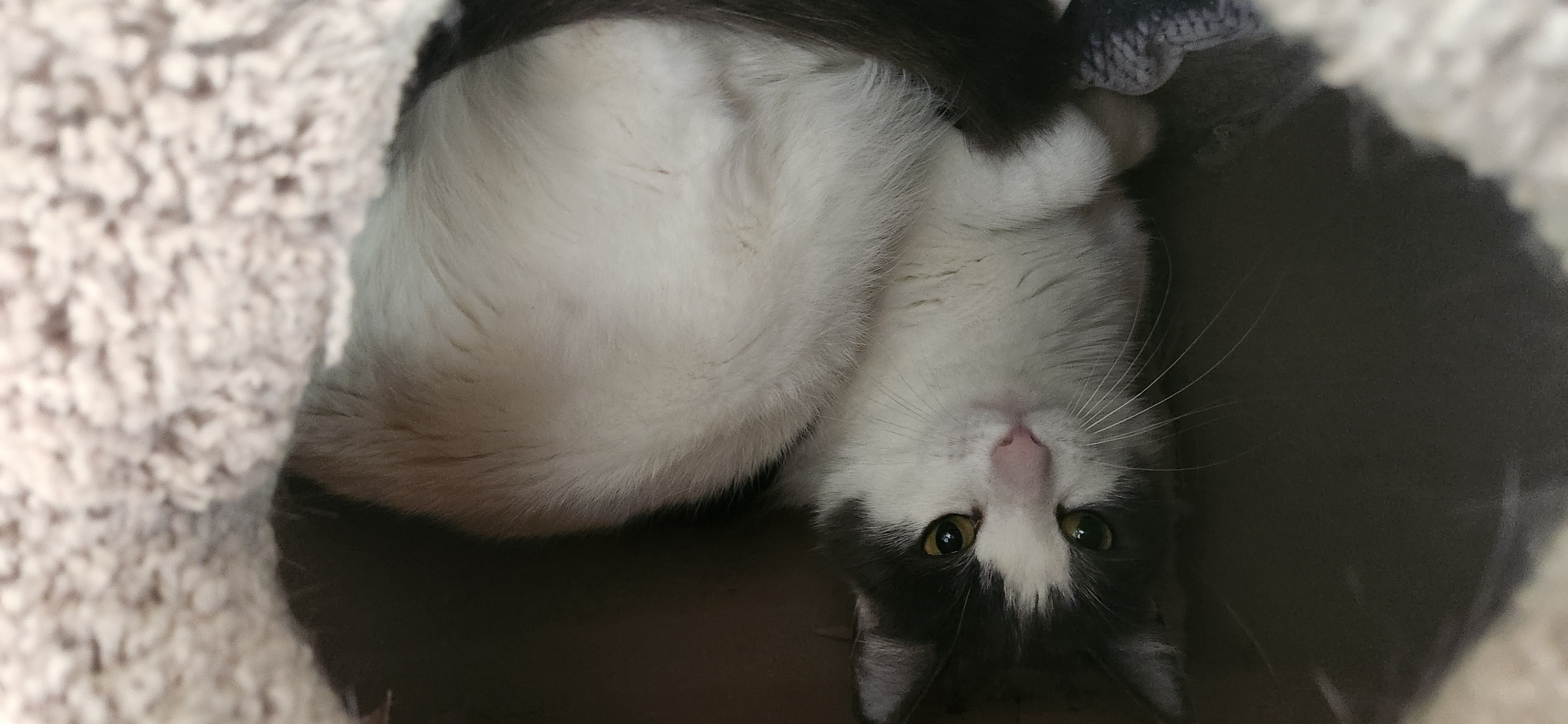 Herald, a Adoptable Domestic Short Hair in Jacksonville, OR image 4/6