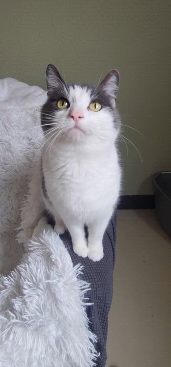 Enlarge Herald, a Adoptable Domestic Short Hair in Jacksonville, OR video 1/5