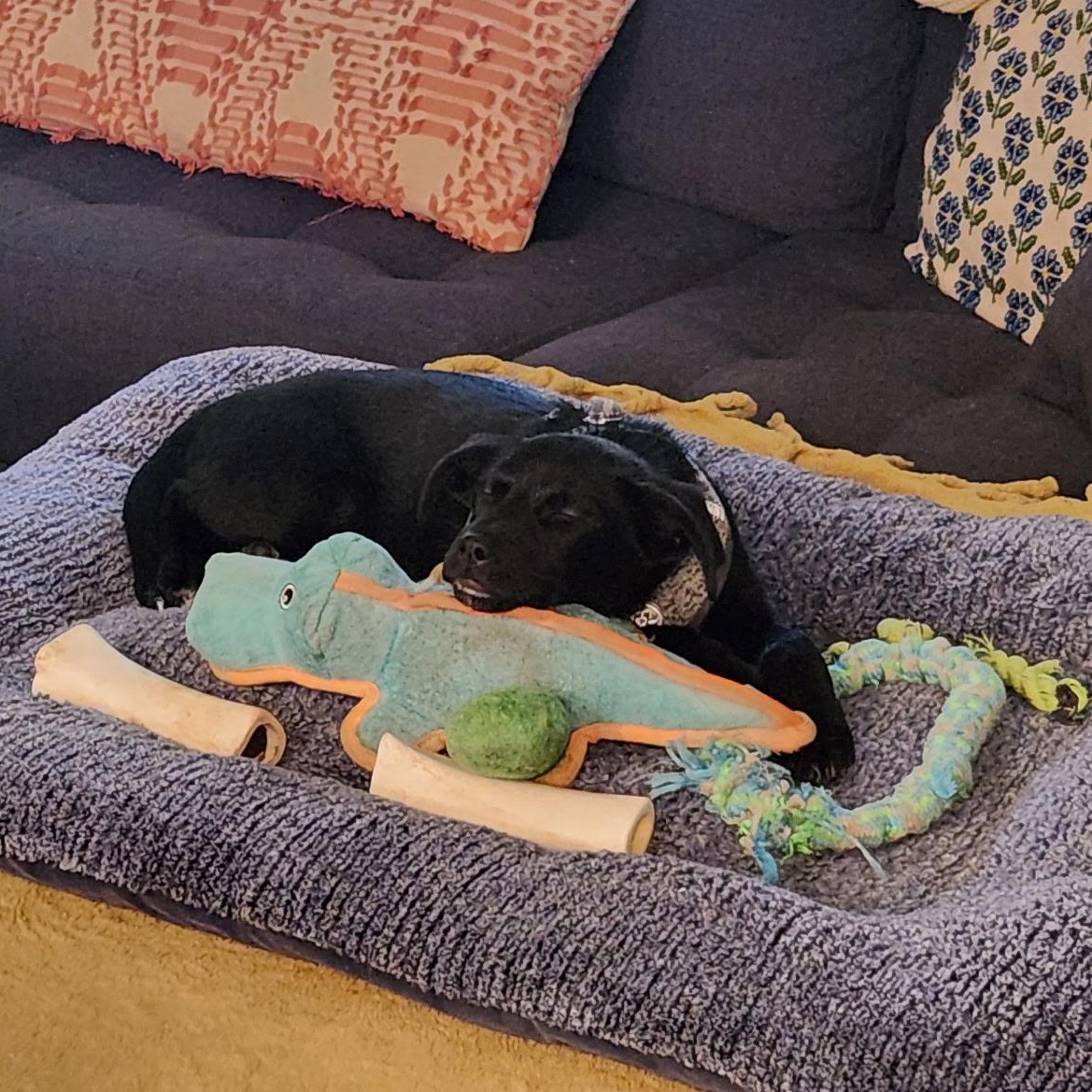 Enlarge Pepsi, a Adoptable mixed breed in Hoquiam, WA image 5/6