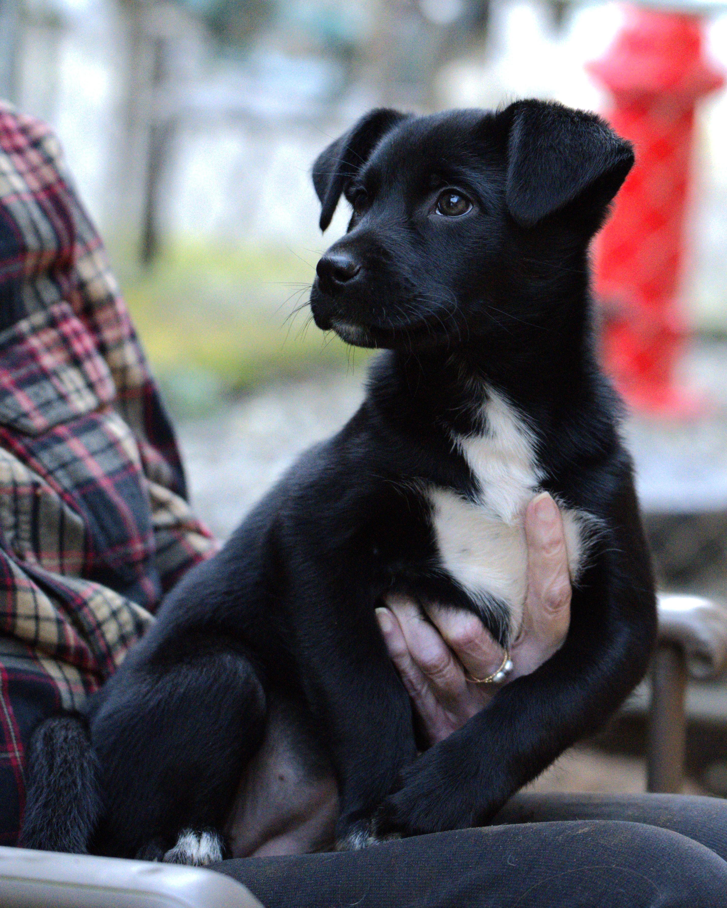 Enlarge Pepsi, a Adoptable mixed breed in Hoquiam, WA image 4/6