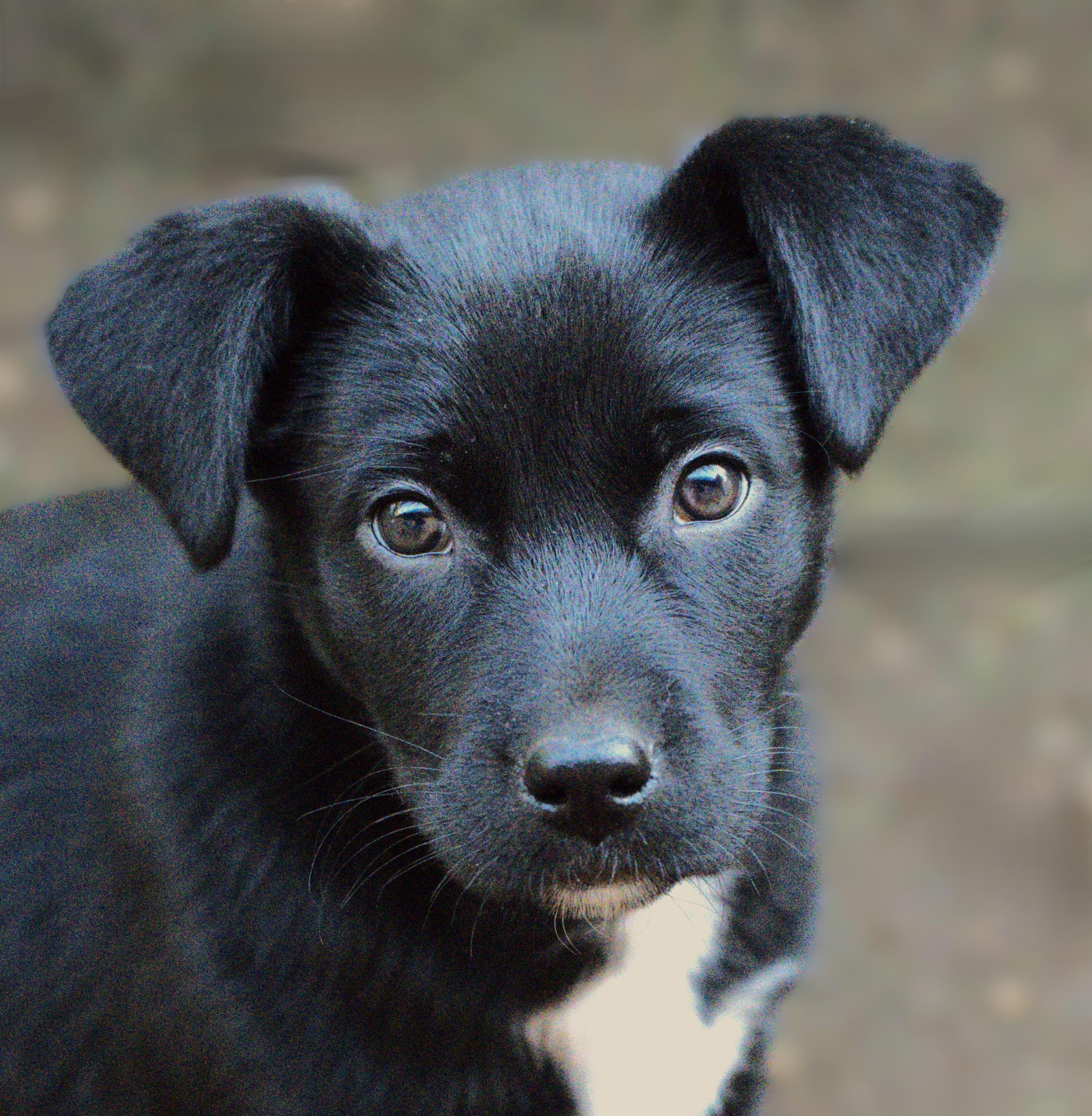 Enlarge Pepsi, a Adoptable mixed breed in Hoquiam, WA image 1/6