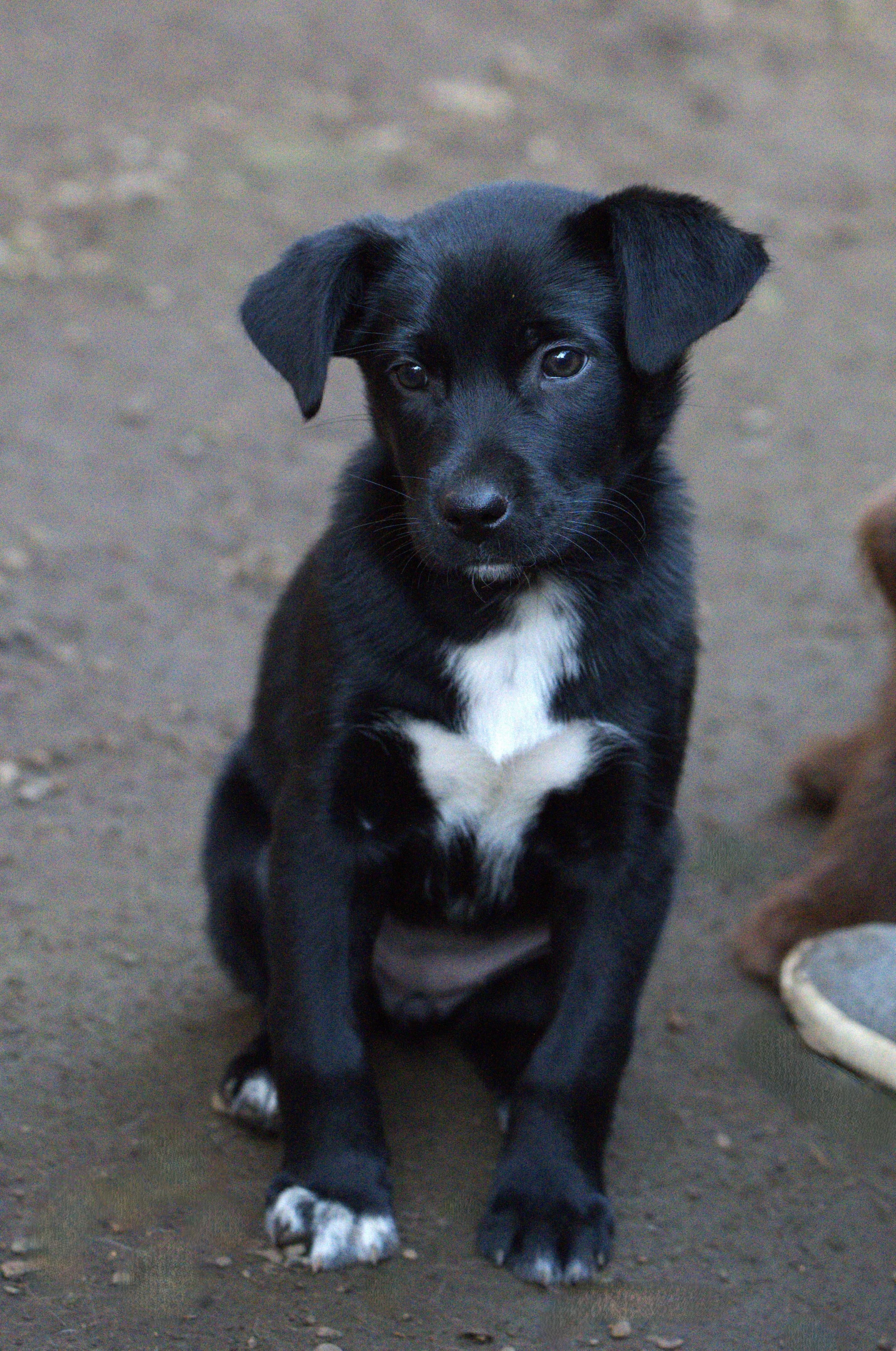 Enlarge Pepsi, a Adoptable mixed breed in Hoquiam, WA image 3/6