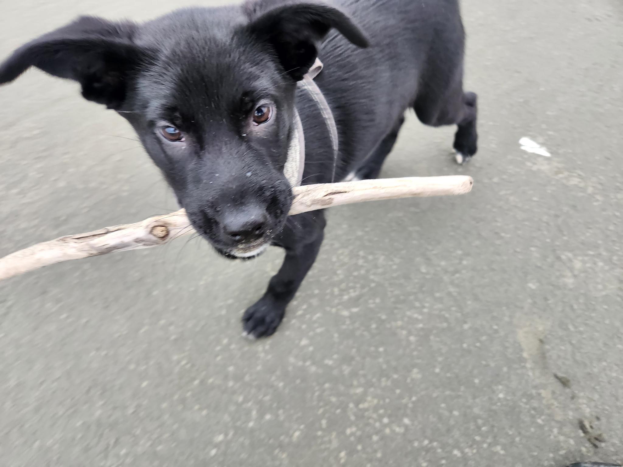 Enlarge Pepsi, a Adoptable mixed breed in Hoquiam, WA image 6/6