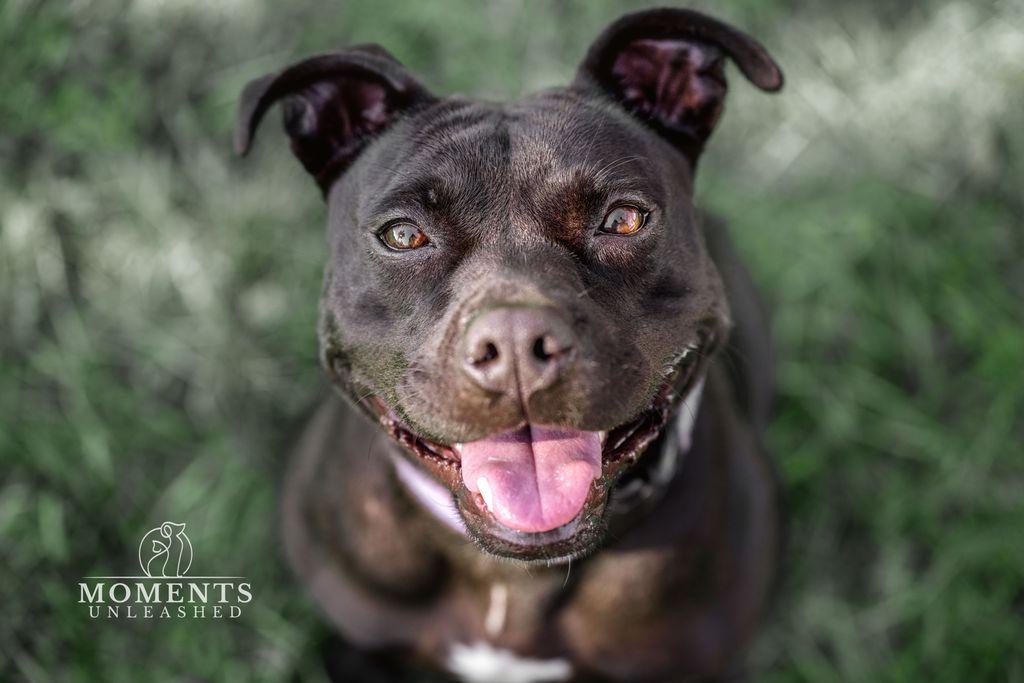 Coral, Adoptable, Adult Female Staffordshire Bull Terrier.