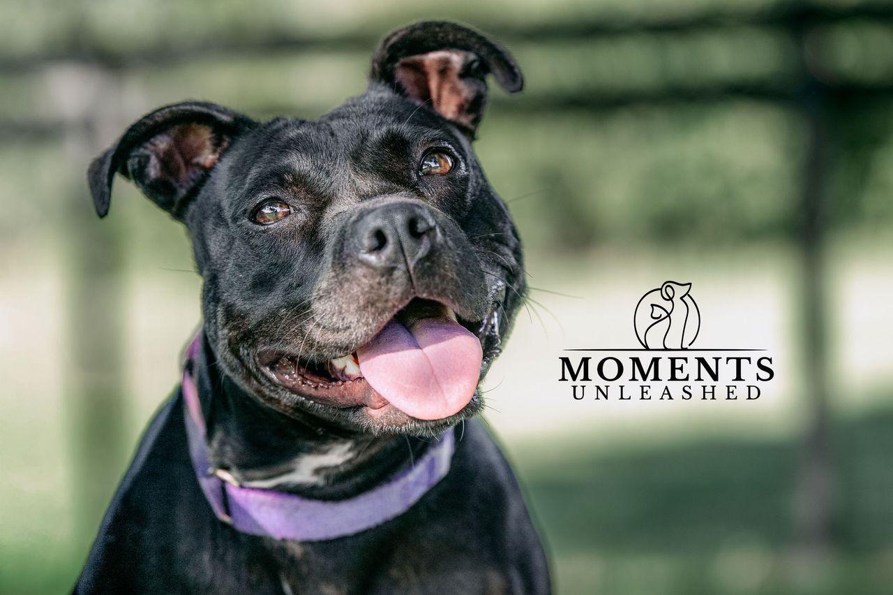 Enlarge Coral, a Adoptable mixed breed in Myakka City, FL image 2/6