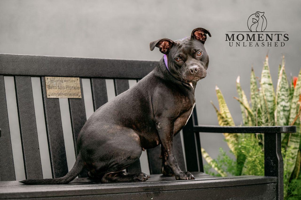 Coral, a Adoptable mixed breed in Myakka City, FL image 2/4