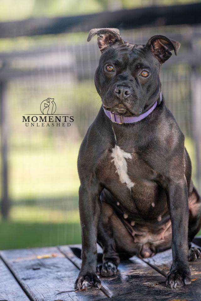 Enlarge Coral, a Adoptable mixed breed in Myakka City, FL image 3/6