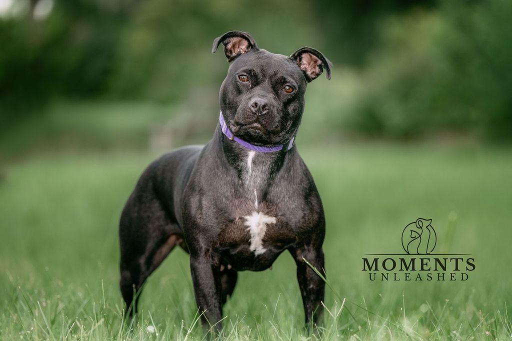 Coral, a Adoptable mixed breed in Myakka City, FL image 3/4