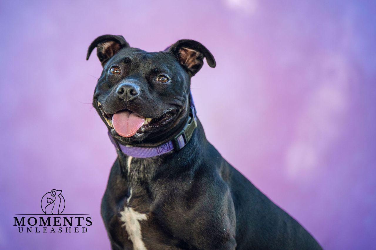 Enlarge Coral, a Adoptable mixed breed in Myakka City, FL image 6/6