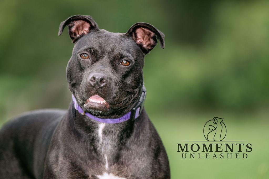 Coral, a Adoptable mixed breed in Myakka City, FL image 4/4