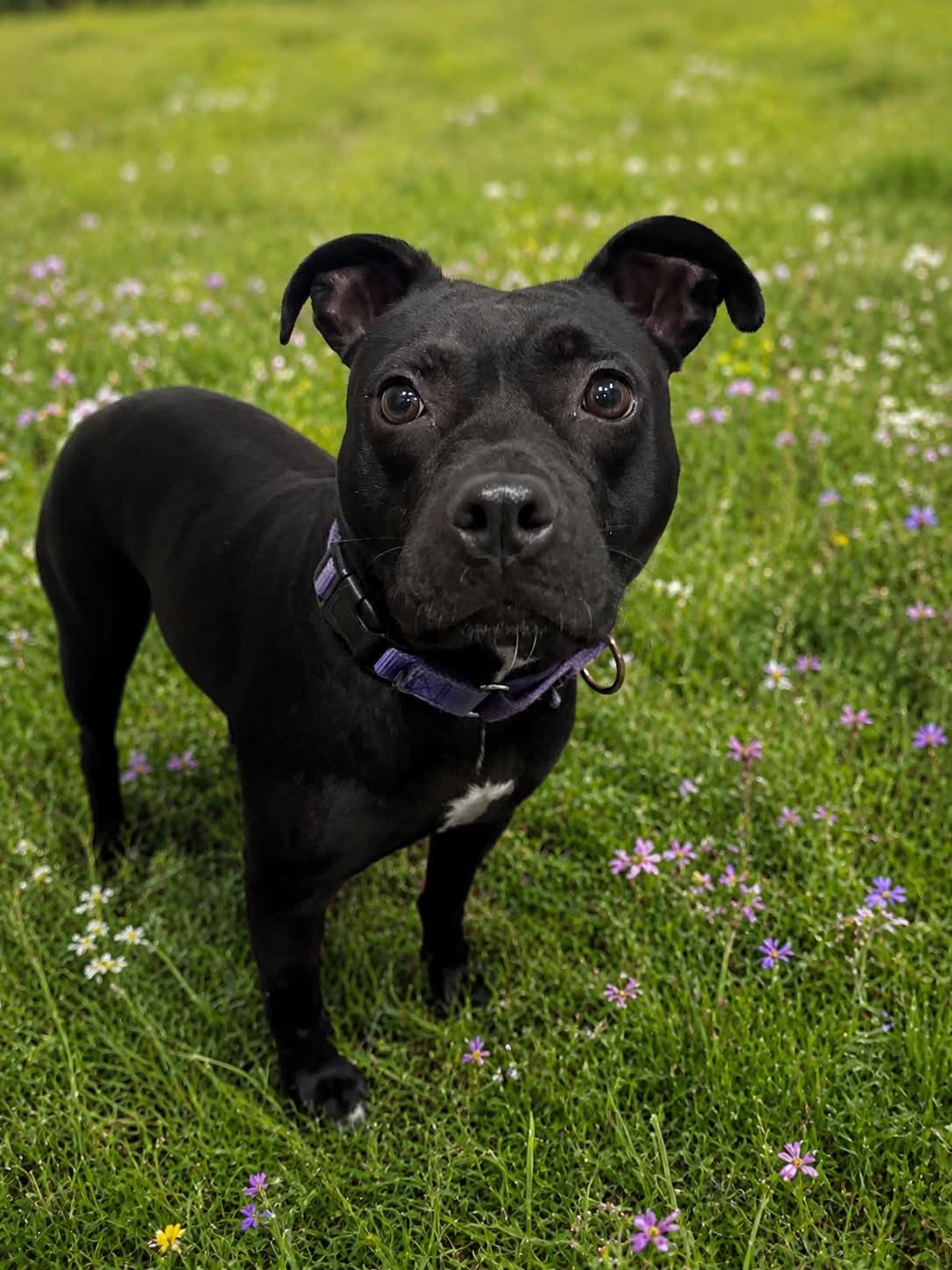 Coral, Adoptable, Adult Female Staffordshire Bull Terrier.