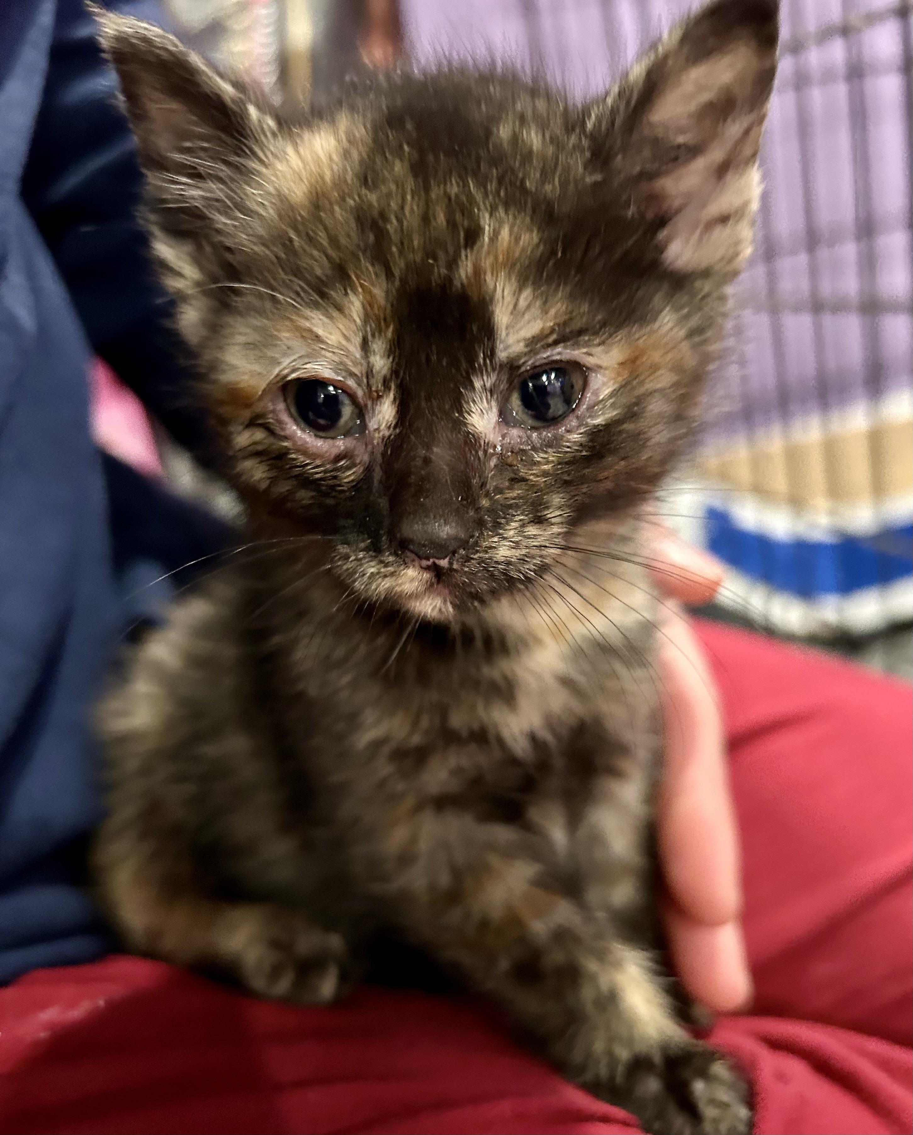 Enlarge Gabby, a ADOPTABLE Domestic Short Hair in Ontario, NY image 4/4