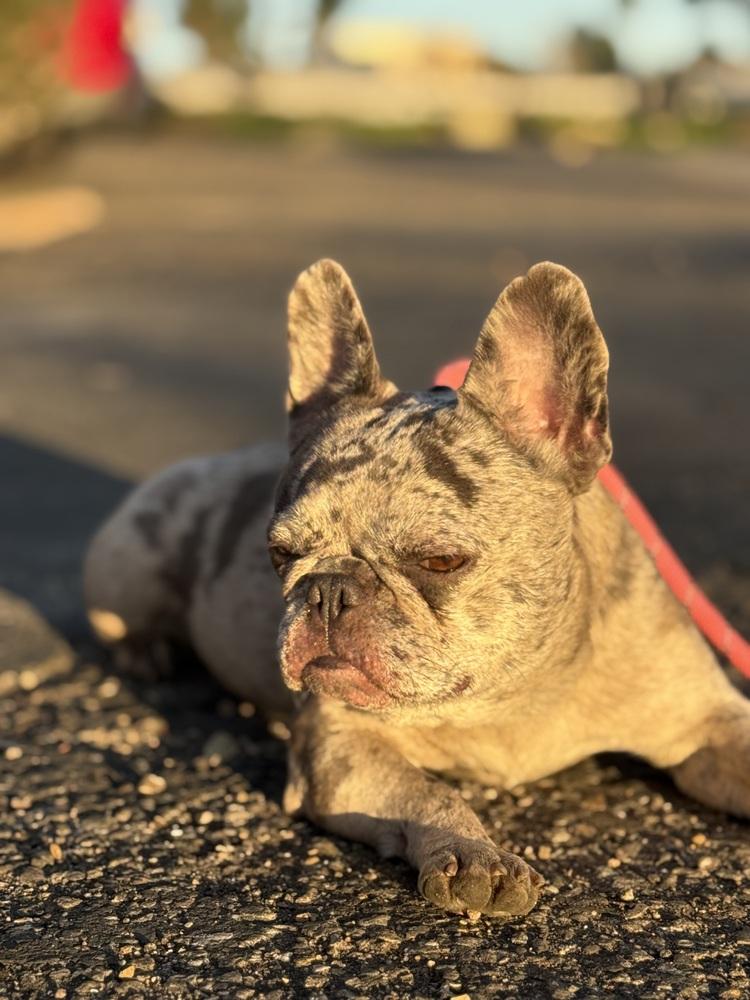 Bentley rose, Adopted, Adult Female French Bulldog.