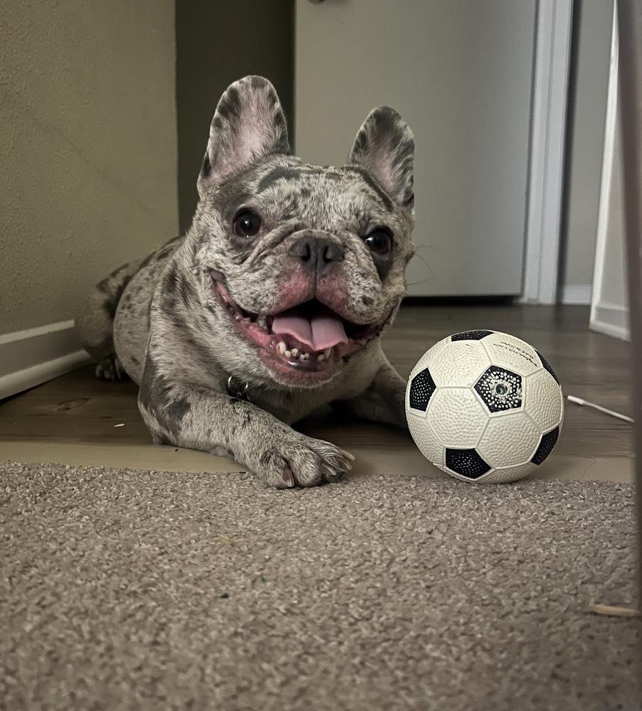 Enlarge Bentley rose, a Adopted French Bulldog in ventura, CA image 3/3