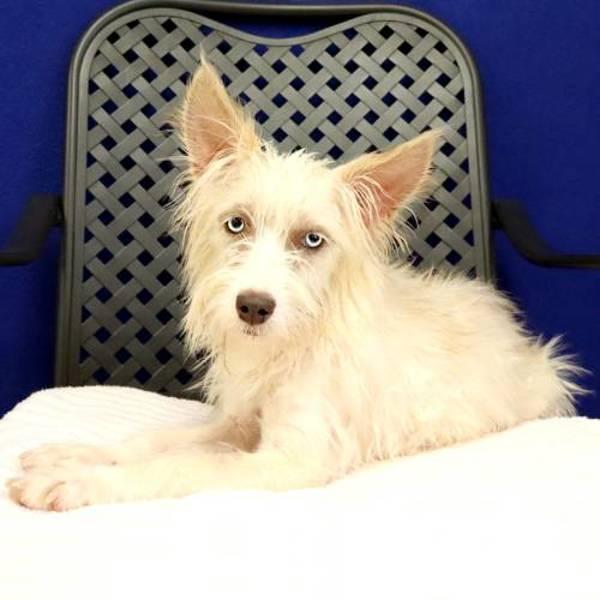 Marla, Adoptable, Adult Female Terrier.