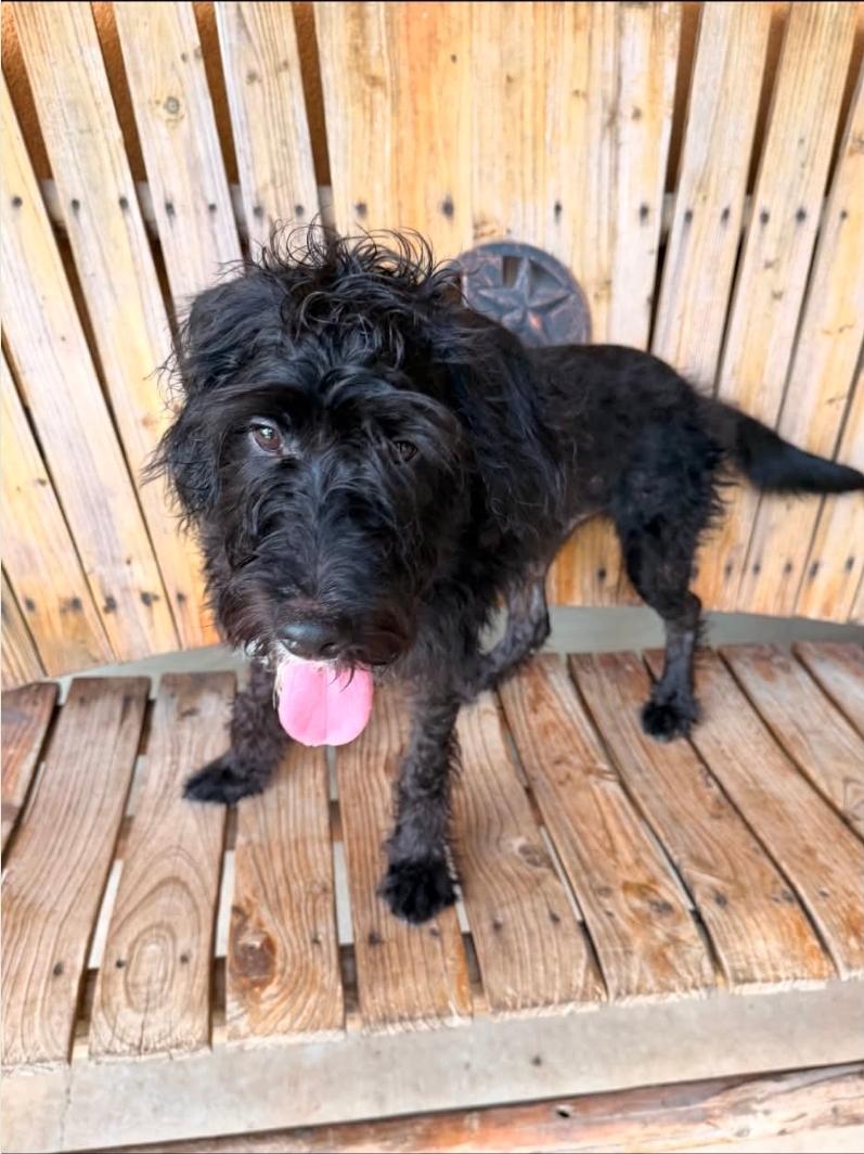 Enlarge Kennedy, a Adoptable Labradoodle in Apple Valley, MN image 3/4