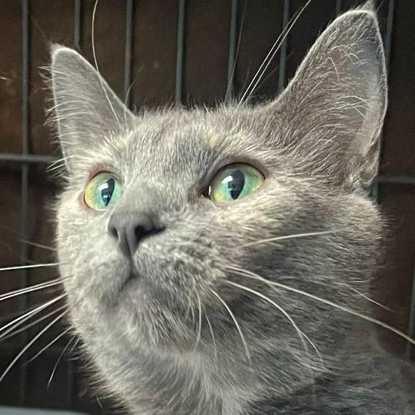 Blossom, an adoptable Domestic Short Hair & Dilute Calico Mix in Robinson, IL_image-1