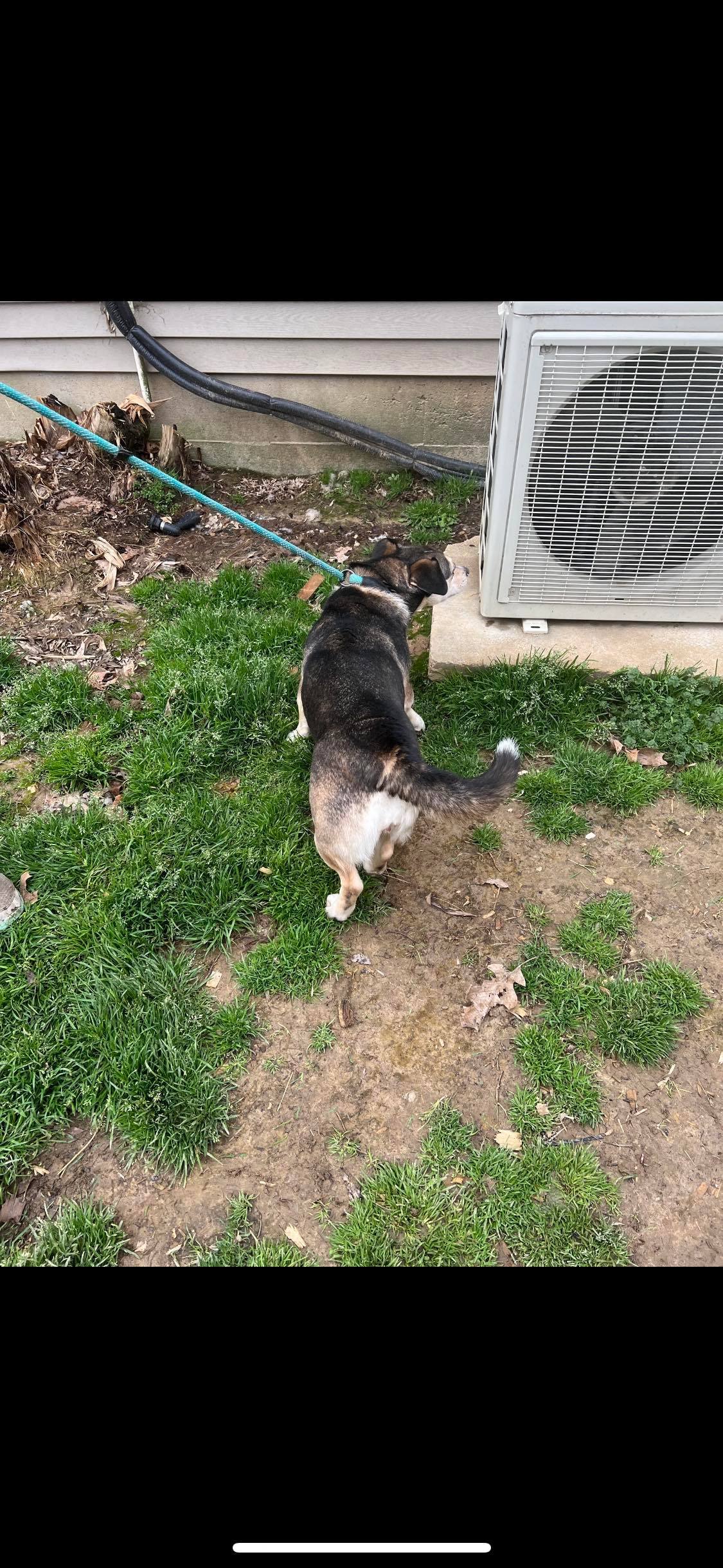 Caroline, Adoptable, Adult Female Rat Terrier.