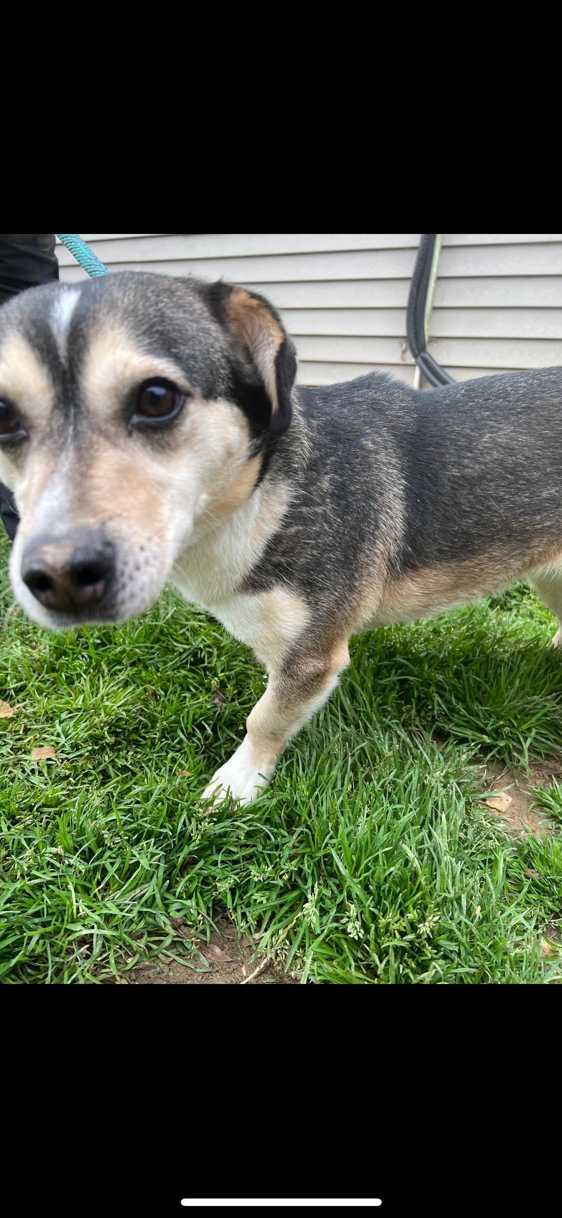 Enlarge Caroline, a Adoptable mixed breed in Greenfield, TN image 2/10