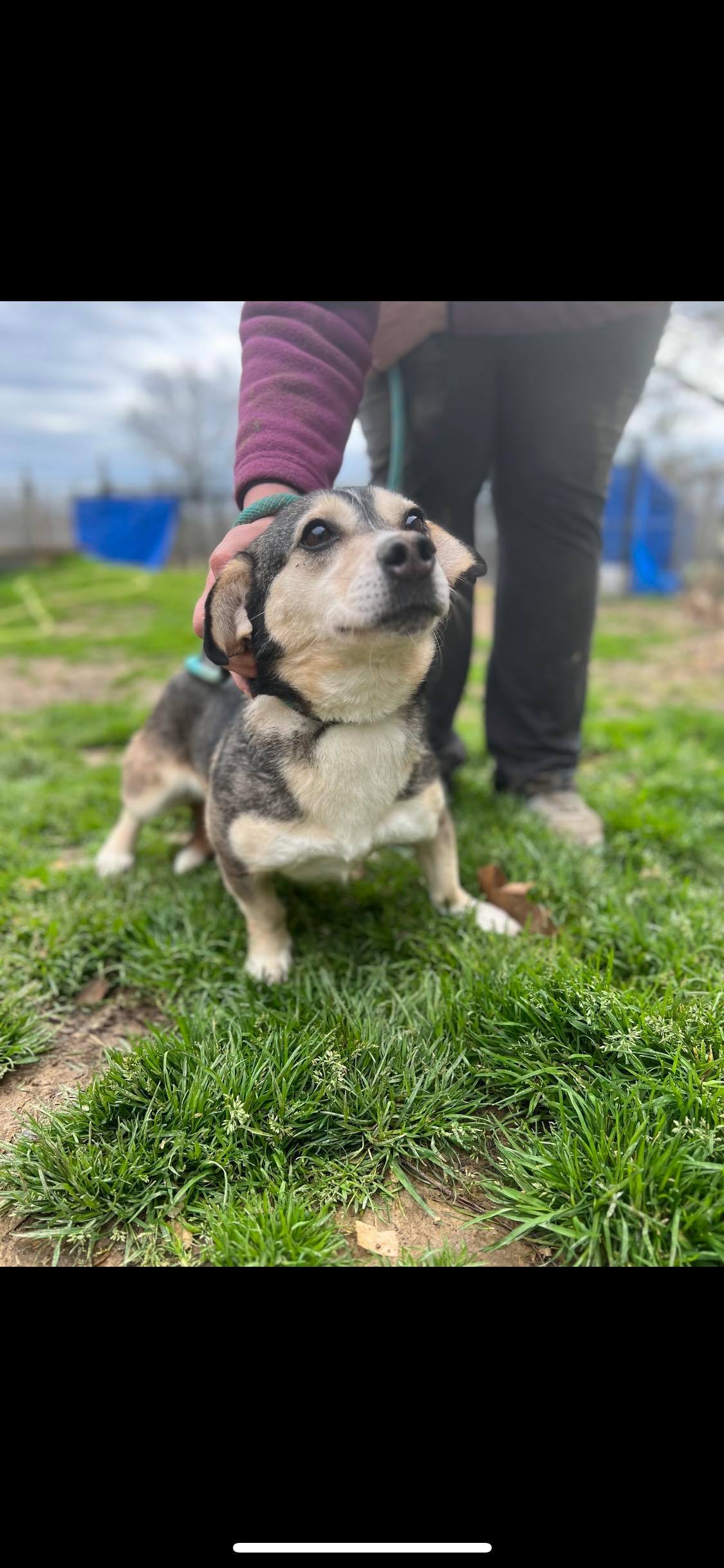 Enlarge Caroline, a Adoptable mixed breed in Greenfield, TN image 3/10