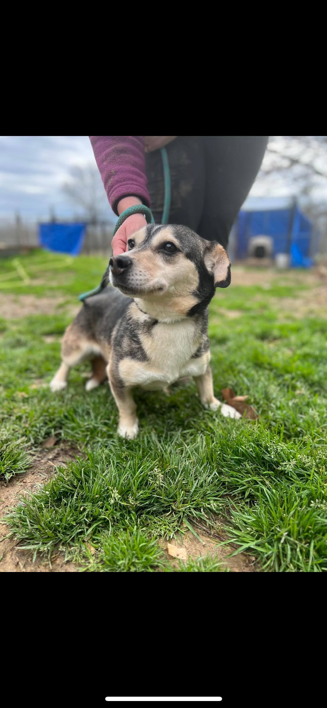 Enlarge Caroline, a Adoptable mixed breed in Greenfield, TN image 4/10