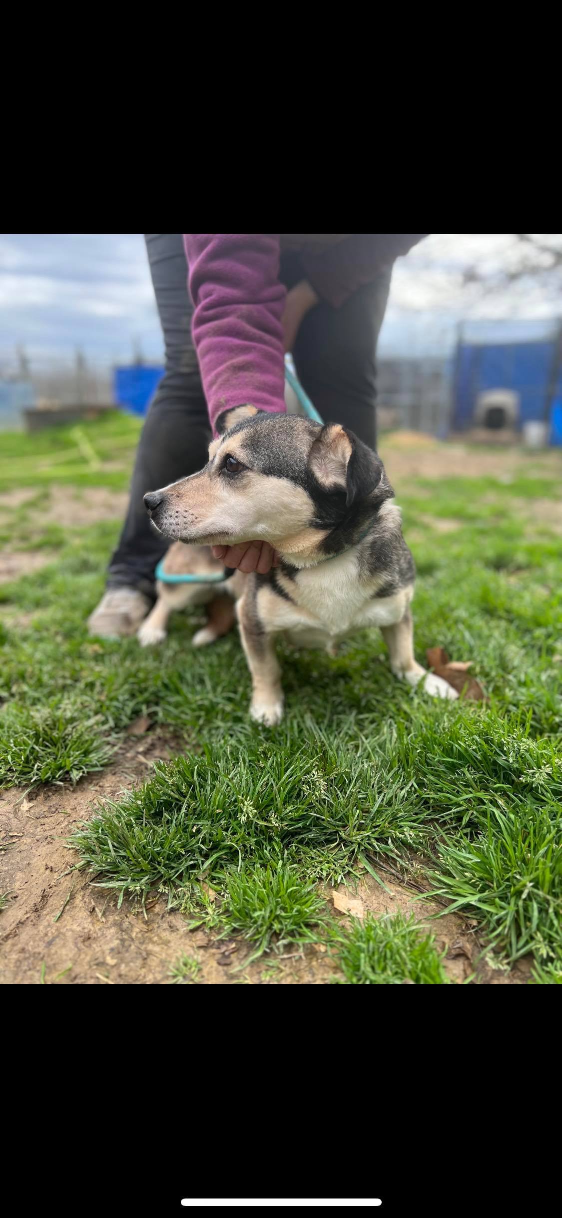Enlarge Caroline, a Adoptable mixed breed in Greenfield, TN image 5/10