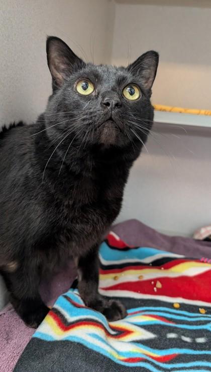 Haru, Adoptable, Senior Male Domestic Short Hair & Domestic Short Hair.