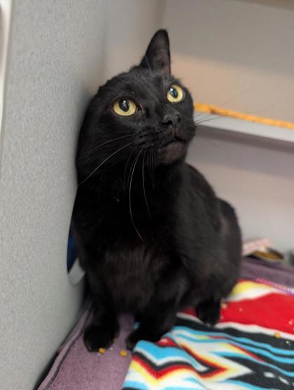 Haru, a Adoptable mixed breed in Bensalem, PA image 2/5